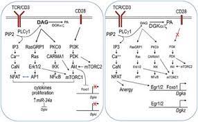 Een europarlementariër die zijn eigen conferentie saboteert omdat de sprekers niet zeggen wat werd opgedragen. Frontiers Diacylglycerol Kinases In T Cell Tolerance And Effector Function Cell And Developmental Biology