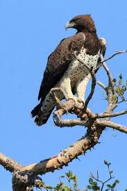 11 Types Of Eagles In The World With Awesome Pictures Pet Birds Animals Beautiful Types Of Eagles