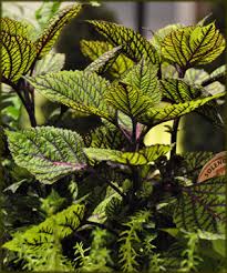 Image result for Coleus rhodesianum