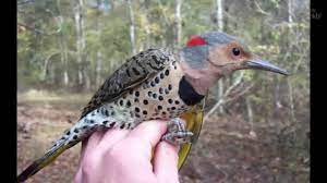 Alabama State Symbols Youtube