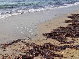 It helps plants in their uptake of nutrients and contains natural plant hormones in seaweed make it useful in minimising transplant shock when a plant is transplanted. Seaweed As Fertilizer Benefits And Disadvantages