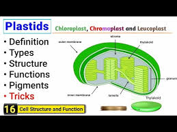 What Are Leucoplasts ? Give Their Function.