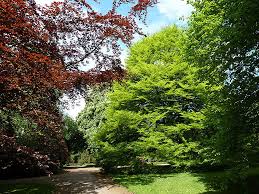 Auch wenn laubbäume sehr robust sind, benötigen sie dennoch eine fachgerechte pflege. Botanischer Garten Solingen Laubbaume