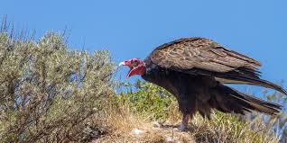 My Friend The Turkey Vulture In 2020 Vulture Bald Eagle Bird Species