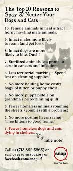 Top 10 Reasons To Spay And Neuter Spay Neuter Dog Cat