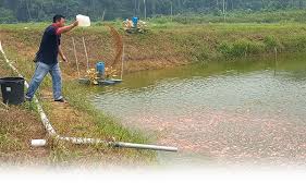The species is also among the main species reared in cages along pahang river. Tilapia Farming In Malaysia