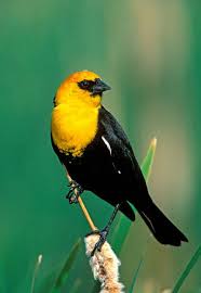 Black Bird With Yellow Breast Texas Yellow Headed Blackbird Xanthocephalus Xanthocephalus Black Bird Bird Sightings Nature Birds