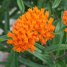 Image result for Asclepias