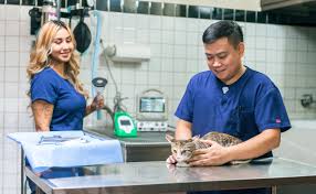 We are close to huntington and newport beach and are open all day, every day to provide the care your pet needs. Nfah