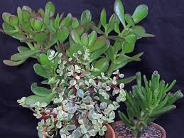 Image result for Grona afra