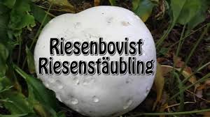 Riesenbovist Riesenstaubling Vor Unserem Garten Youtube