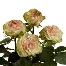 Image result for Margaretta rosea