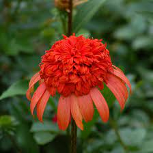 Variety of flowers in the world. 14 Most Unique Flowers To Grow In Your Garden