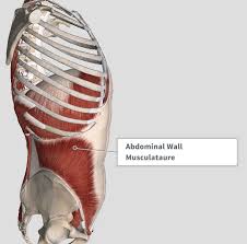 Its action is to depress and retracts the ribs during breathing. Introduction Anatomy Thoracic The Gap Physio