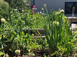 Maybe you would like to learn more about one of these? Pvsg Launches Edible Home And Garden