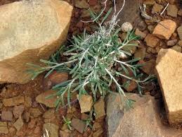 Image result for Limeum