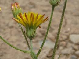 Image result for Crepis newii