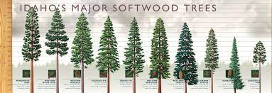Eastern white pine or ponderosa pine vs. Trees Of Idaho Idaho Forests Products Commission
