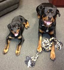 We offer many rottweiler puppy names along with over 20,000 other puppy names. Rottweiler Dog Breed Information And Pictures