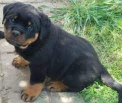We strive to raise well socialized and quality fur babies. View Ad Rottweiler Litter Of Puppies For Sale Near Ohio Massillon Usa Adn 35075