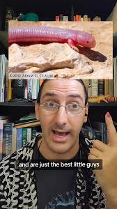 Replying to @cathead.jpeg Legless lizards and more! #lizards #snakes  #evolution #reptiles