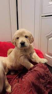 1 kedi 1 kopek sahiplendirme ilanlari golden retriever kopek retriever