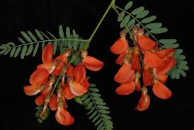 Image result for Sesbania macrantha