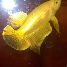 Ikan cupang plakat soft gold. Nattasit Betta Gold Home Facebook