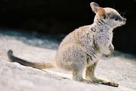 Baby Wallaby Cute Baby Animals Cute Animals Baby Animals