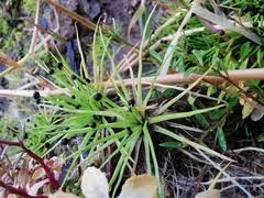 Image result for Eriocaulon abyssinicum