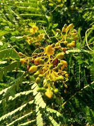 Image result for Caesalpinia sappan