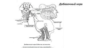 Добавочный нерв: причины поражения, симптомы и лечение