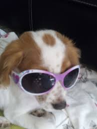 13 Weeks Brittany Spaniel Puppies Spaniel Puppies Cat Glasses