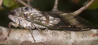 Image result for Mystacidium tanganyikense