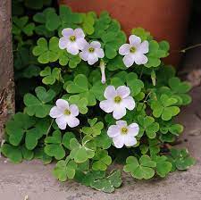 Pin On Shamrock