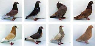 Birds Of A Different Color Three Major Genes Set Feather