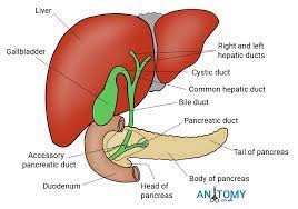 This is an online quiz called liver diagram. Liver Structure Location Functions Development Diagram