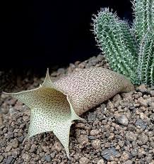 Image result for Tavaresia