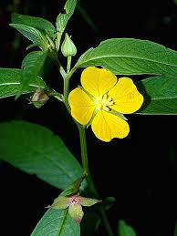 Image result for Ludwigia octovalvis