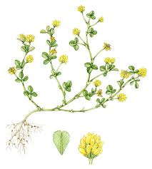 Image result for Trifolium dubium