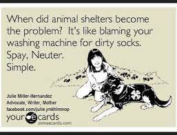 Some are experimenting with early neutering (8 to. Spray And Neuter Simple Animal Shelter Dog Adoption Kitten Season