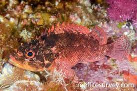 Image result for Xyris capnoides