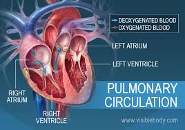 Pulmonary Systemic Circulation Circulatory Anatomy
