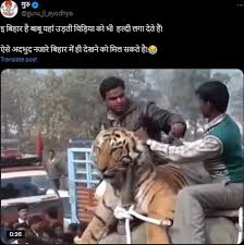Elephant Next to a Tiger in Bihar ...