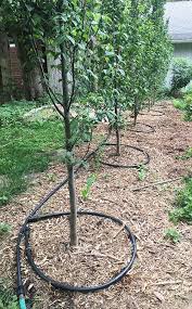 If a new plant wilts or has dull leaves, it's a sign you aren't watering it enough. How To Take A Vacation From Your Garden The Impatient Gardener Garden Watering System Plant Watering System Tree Irrigation