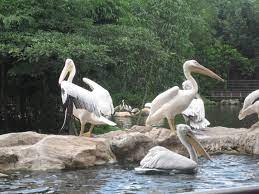 We did not find results for: Pelican Meaning And Definition