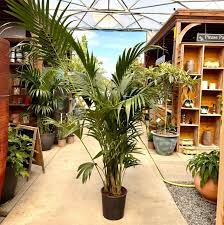 Image result for Howea