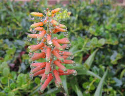They come in a staggering variety of shapes, sizes and textures but many also flower. Invasives And Natives Cactus And Succulent Facts South Coast Herald