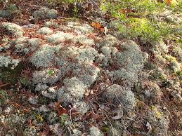 Image result for Cladina  stellaris