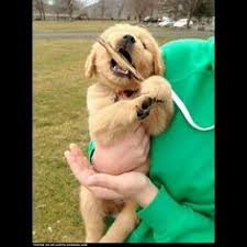The golden retriever is a gorgeous, large, energetic breed. 56 Golden Retriever Puppies Ideas Golden Retriever Puppies Retriever